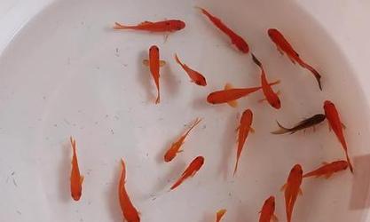 鱼和植物能否共生？打造健康鱼缸生态系统的秘诀(图1)