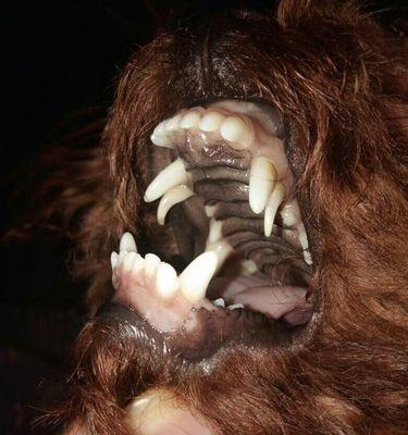 狗狗牙齿发育全过程与口腔健康维护指南(图3)