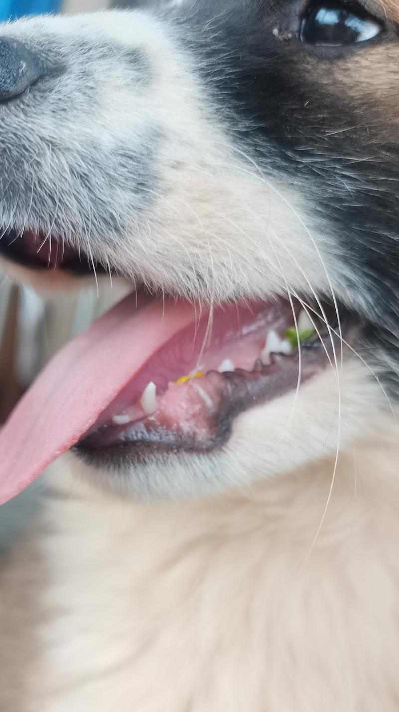 狗狗牙齿发育全过程与口腔健康维护指南(图2)