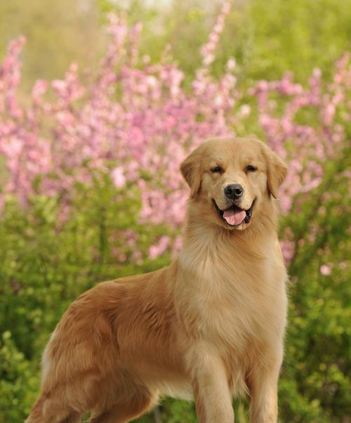 大金毛家族的多样性与独特魅力(图2)