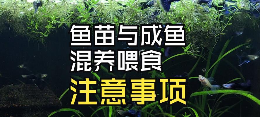 鱼和植物能否共生？打造健康鱼缸生态系统的秘诀(图2)
