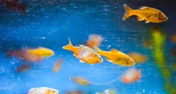 鱼和植物能否共生？打造健康鱼缸生态系统的秘诀(图3)