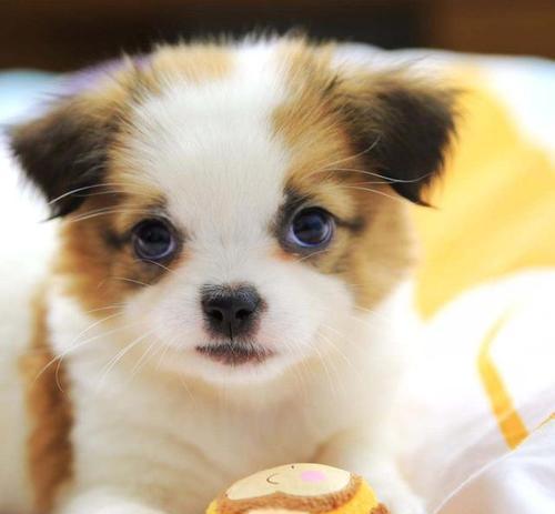 小狗毛发颜色与饮食营养的科学关联