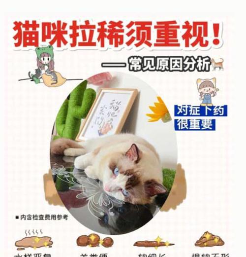猫腹泻护理指南：科学饮食促进恢复(图3)
