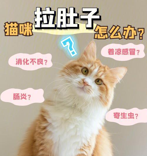 猫腹泻护理指南：科学饮食促进恢复