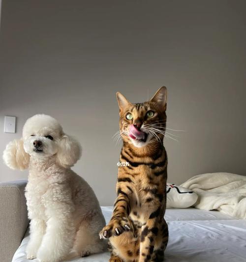 澳洲养狗必备条件与责任解析(图2)