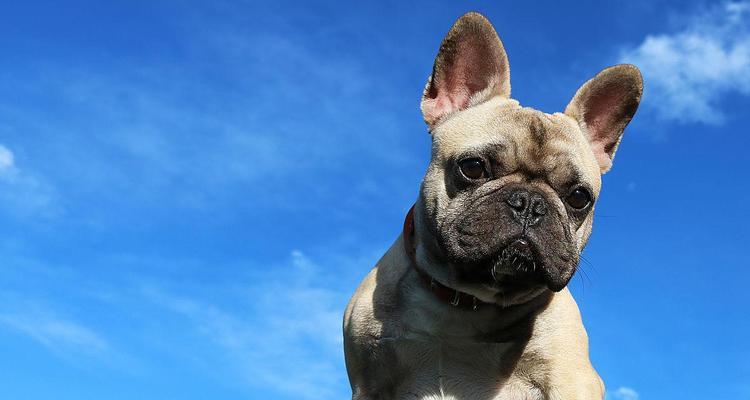 蓝色法牛与自然色系搭配指南(图1)