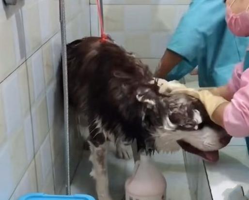 狗不洗澡的危害有哪些？清洁护理关乎健康(图2)