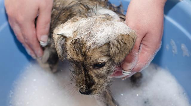 狗不洗澡的危害有哪些？清洁护理关乎健康(图1)