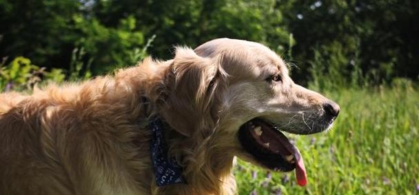 大金毛家族的多样性与独特魅力(图3)