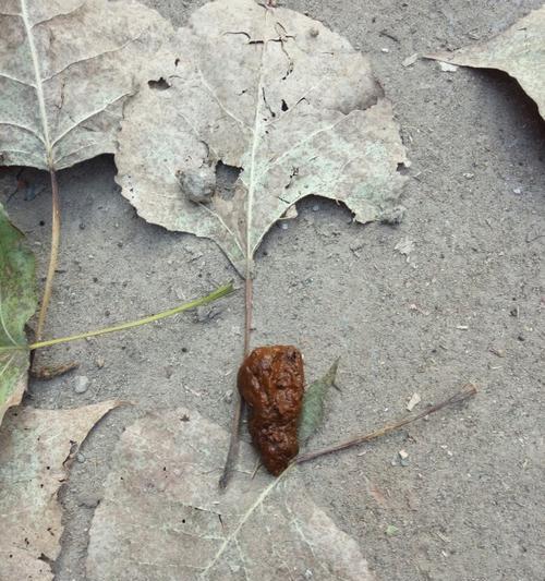 选择优质狗粮让狗狗便便更清香(图3)