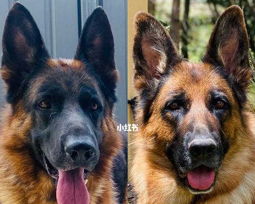 澳洲养狗必备条件与责任解析(图1)