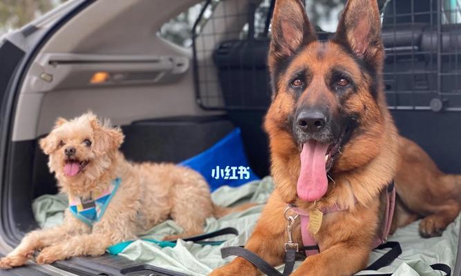 澳洲养狗必备条件与责任解析(图3)