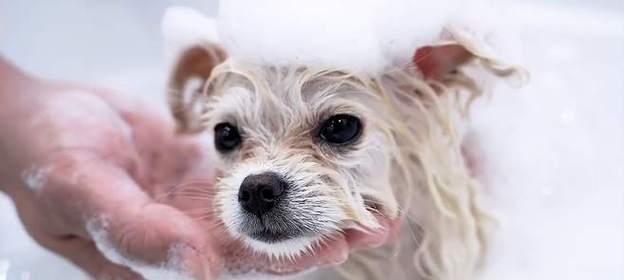 狗不洗澡的危害有哪些？清洁护理关乎健康(图3)