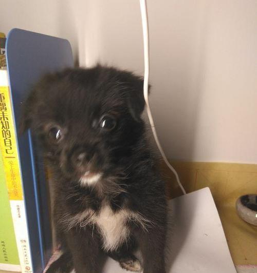 小狗为何会惨叫？常见原因及科学应对方法(图2)