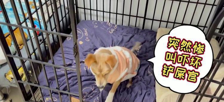 小狗为何会惨叫？常见原因及科学应对方法