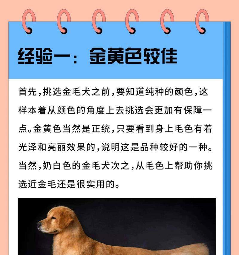 大金毛家族的多样性与独特魅力(图1)