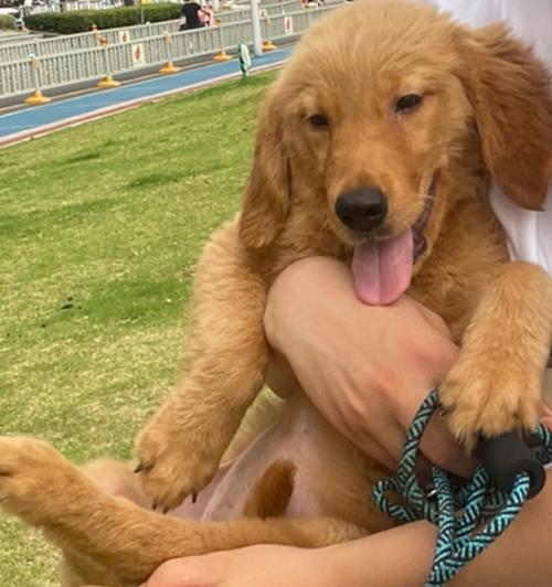 五个月金毛宝宝成长特征全解析(图2)