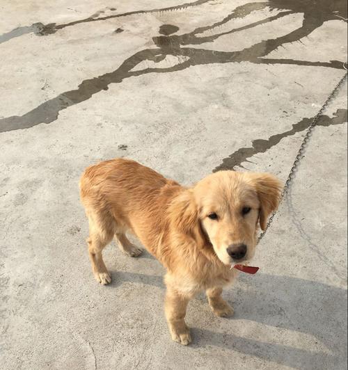 五个月金毛宝宝成长特征全解析