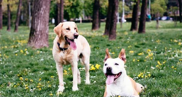 春天小狗的可爱之处：活泼、聪明与友善(图3)