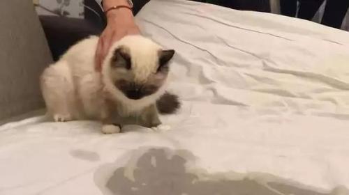 狗狗老尿床的原因及科学解决方法(图1)