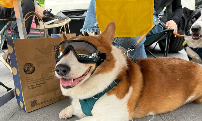 春天小狗的可爱之处：活泼、聪明与友善(图1)