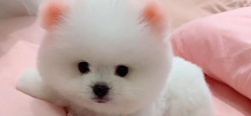 狗狗老尿床的原因及科学解决方法(图3)