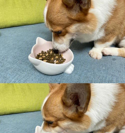 狗狗反胃干呕怎么缓解？饮食调理与草药治疗方法(图1)