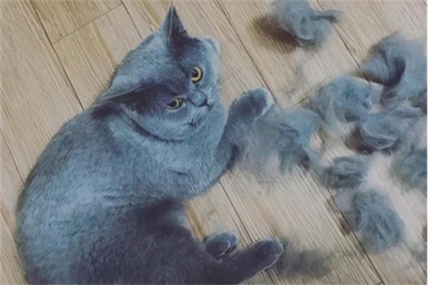 猫咪掉毛是否需要吃鱼油？科学解析鱼油的作用