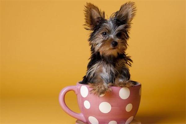 给狗狗穿衣服有必要吗？(图2)