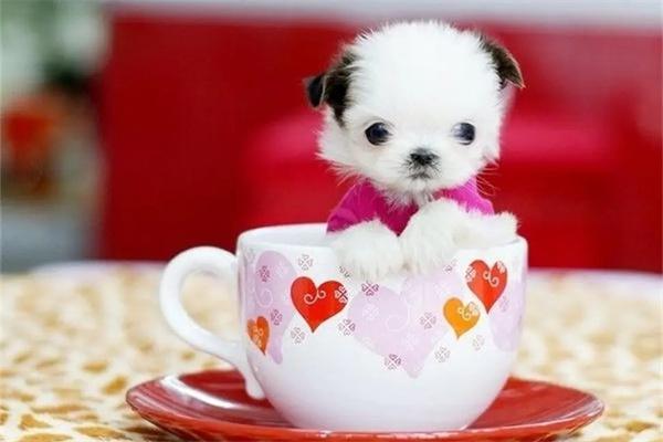 给狗狗穿衣服有必要吗？(图1)