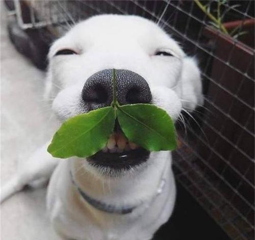 狗狗为什么会感觉冷？原因与科学应对方法(图3)