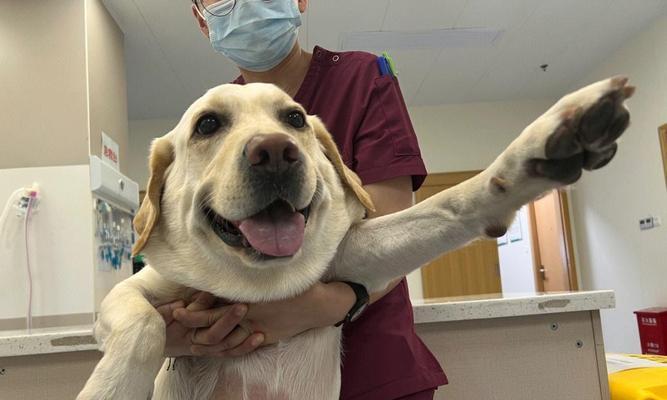 狂犬病后期症状识别与应对策略(图2)