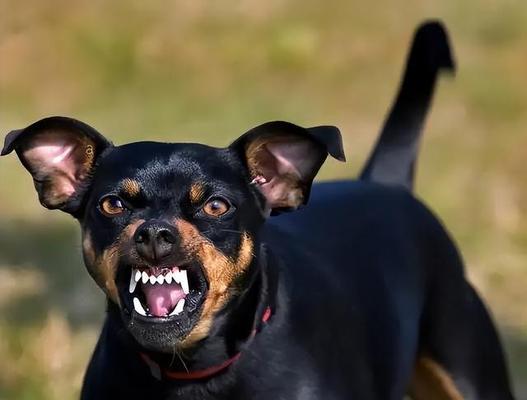 狂犬病后期症状识别与应对策略(图3)