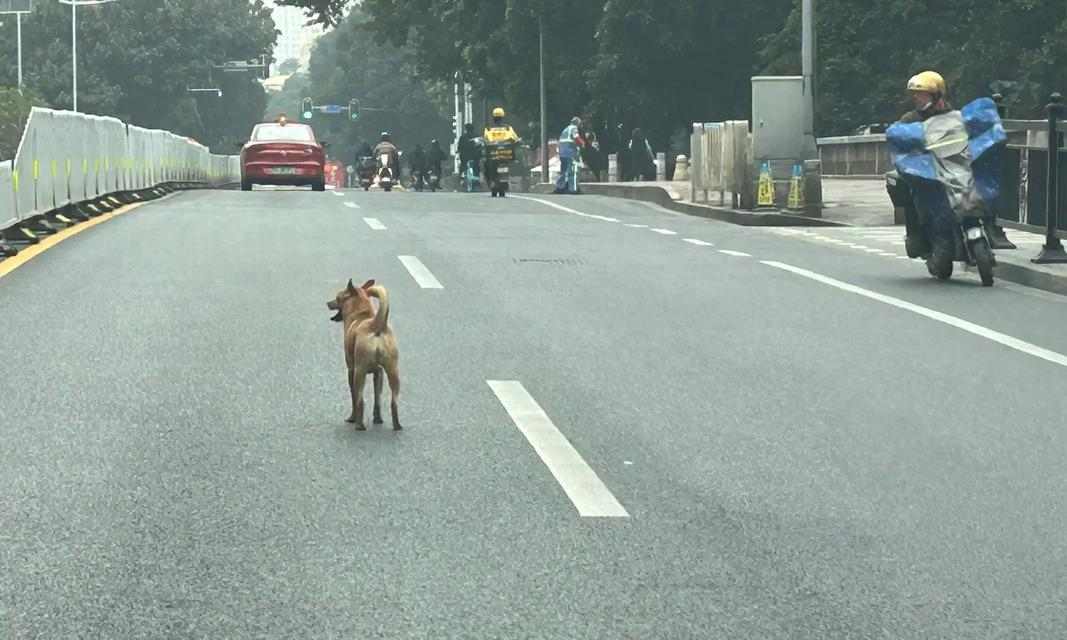 狗狗为什么会感觉冷？原因与科学应对方法