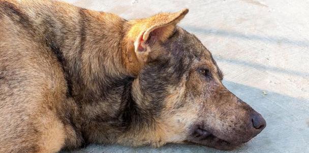 狂犬病后期症状识别与应对策略(图1)