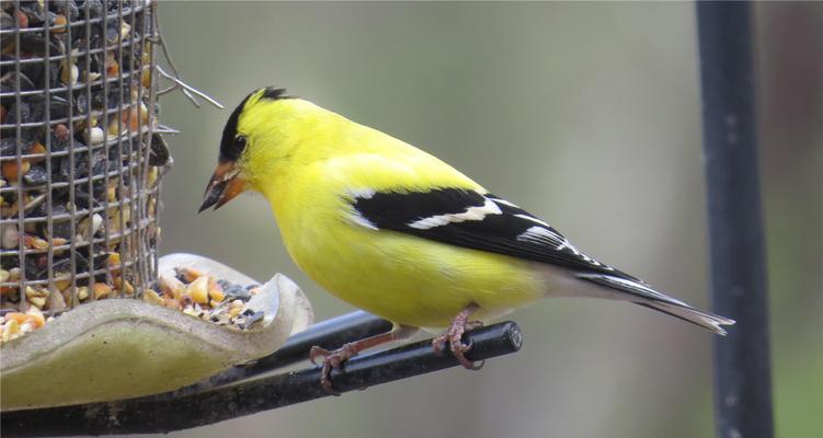 黄雀与苏子的智慧共生故事(图1)