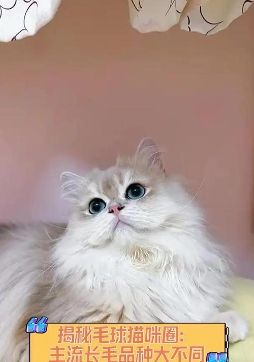 猫毛球成因与科学处理方法(图3)