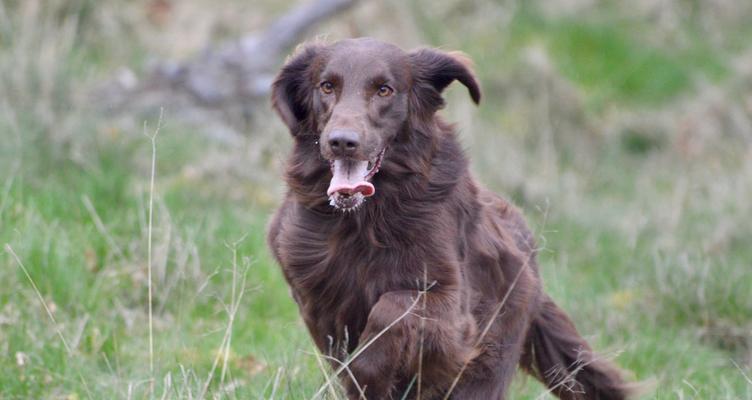 小狗尿血的原因与应对方法详解(图3)