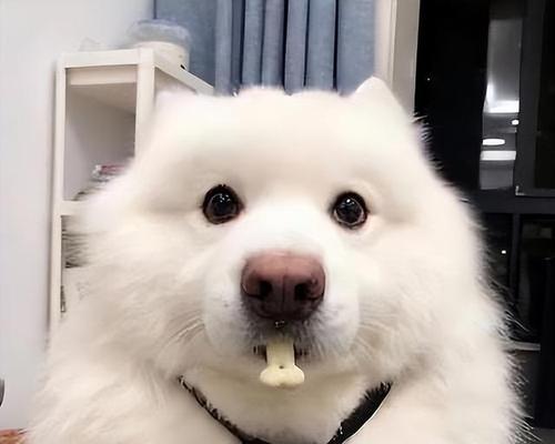 萨摩耶增肌饮食指南：高蛋白狗粮助力肌肉增长(图3)