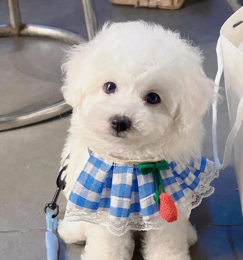 比熊掉毛周期与科学护理方法(图3)