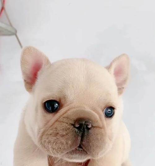 法牛犬孕期饮食禁忌清单：15种需避免食物(图1)