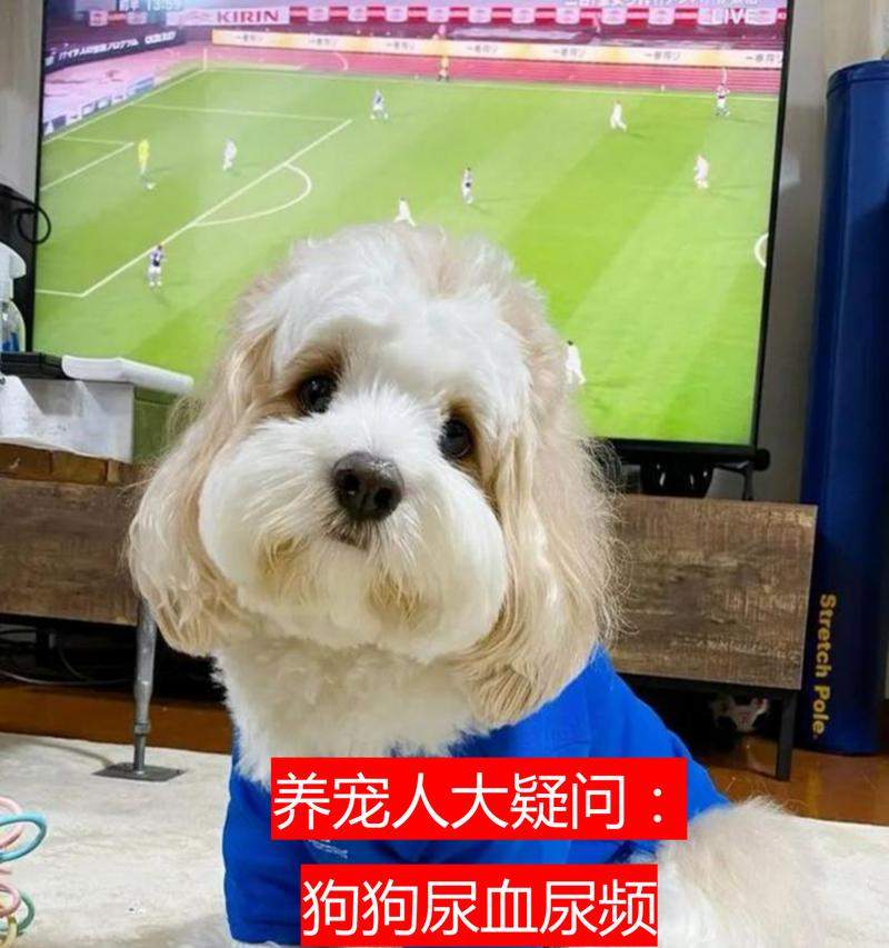 小狗尿血的原因与应对方法详解(图2)