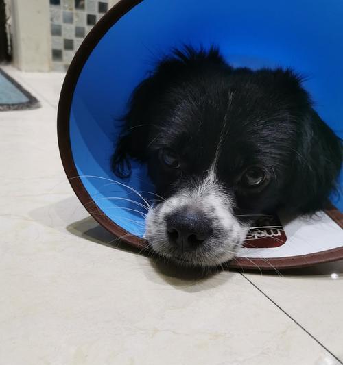 狗鼻子为何总是凉凉的？揭秘其健康与嗅觉功能(图2)