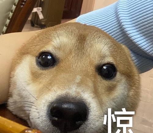 狗鼻子为何总是凉凉的？揭秘其健康与嗅觉功能(图1)