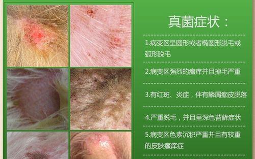 狗狗真菌感染饮食禁忌全解析(图2)