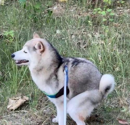 狗狗尾巴常见疾病症状与护理方法(图2)