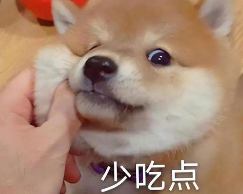 小狗为何总吃不饱？科学喂养方法全解析(图2)