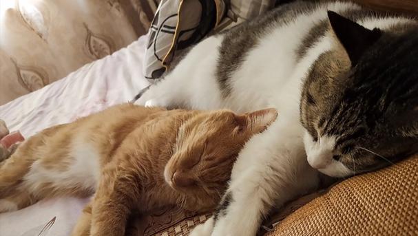 小猫为何喜欢趴在人身上睡觉？温暖与安全感的双重需求(图1)