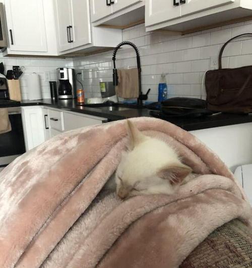 小猫为何喜欢趴在人身上睡觉？温暖与安全感的双重需求(图2)